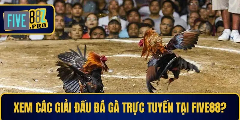 Xem đa dạng các giải đấu đá gà trực tuyến tại Five88? Xem đa dạng các giải đấu đá gà trực tuyến tại Five88?