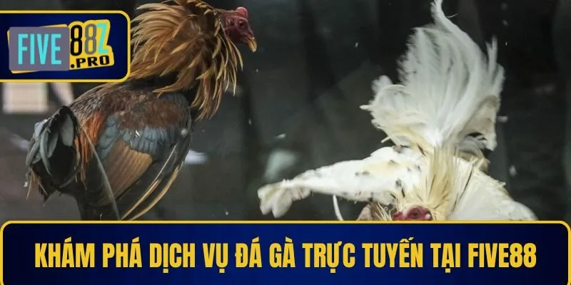 Khám phá dịch vụ đá gà trực tuyến tại Five88 Khám phá dịch vụ đá gà trực tuyến tại Five88